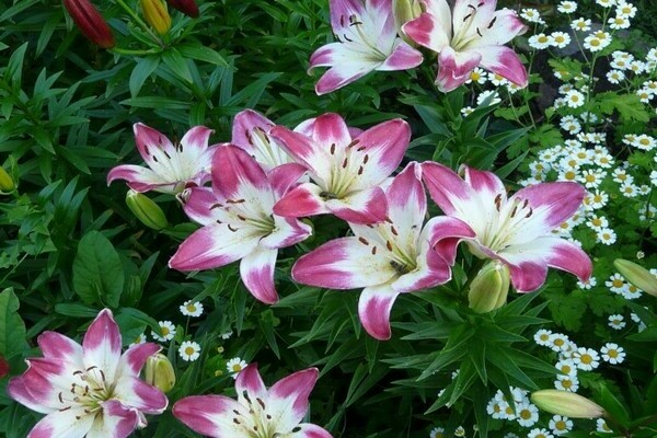 Asian varieties of lilies with names