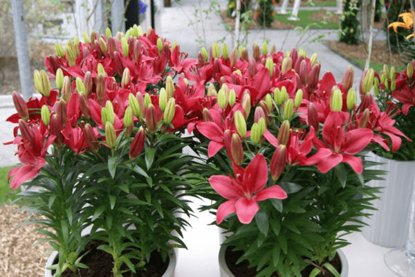 Low-growing lilies: varieties with photos