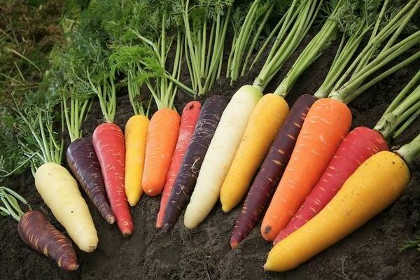 The best varieties of carrots: general information