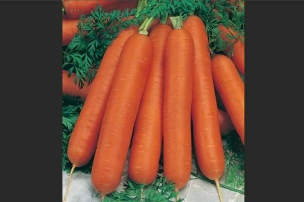 Carrots: description of mid-season varieties