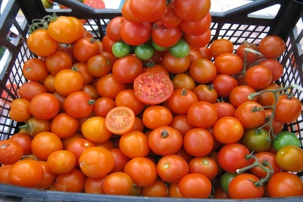 Cherry-Tomatensorte Beschreibung Foto Bewertungen