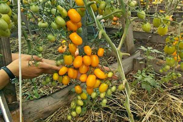 cherry tomato varieties photo