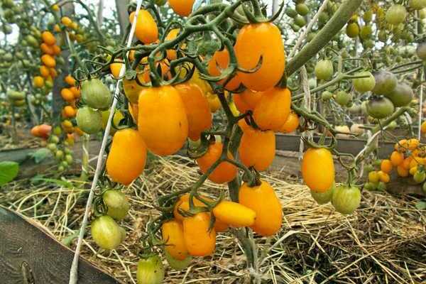 Kirschtomaten Sortenbeschreibung