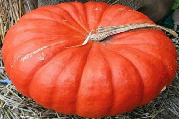 pumpkin varieties