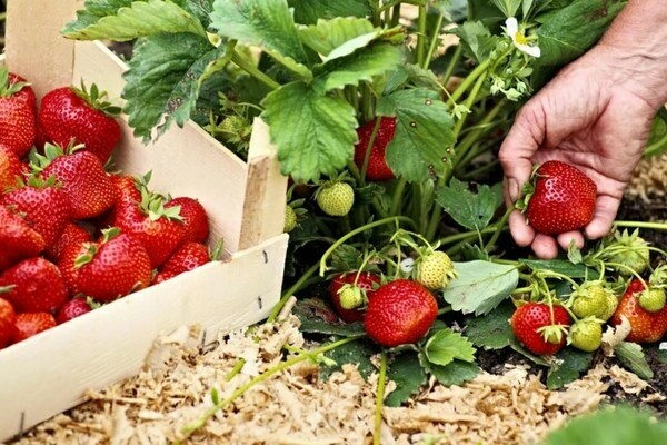 pag-aani ng strawberry