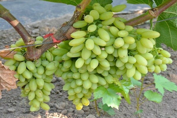 white grape varieties