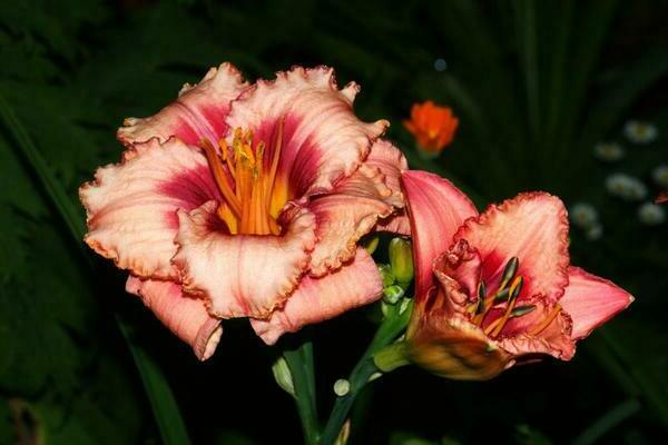 daylilies varieties