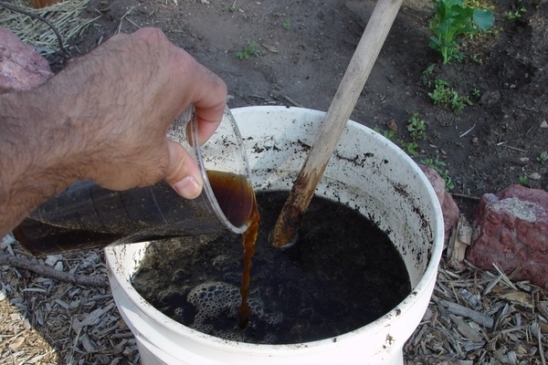 nitrogen fertilizers para sa mga pipino