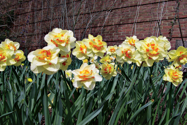 Narcis Tahiti