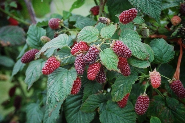 black raspberry