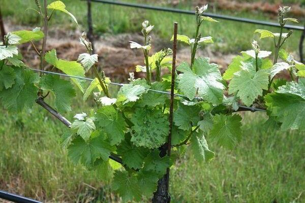 grape variety mascot