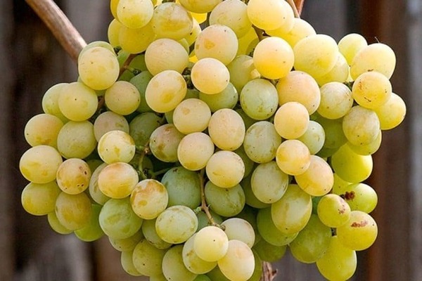 white grape varieties