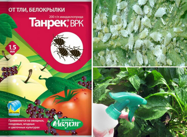 aphid tanrek