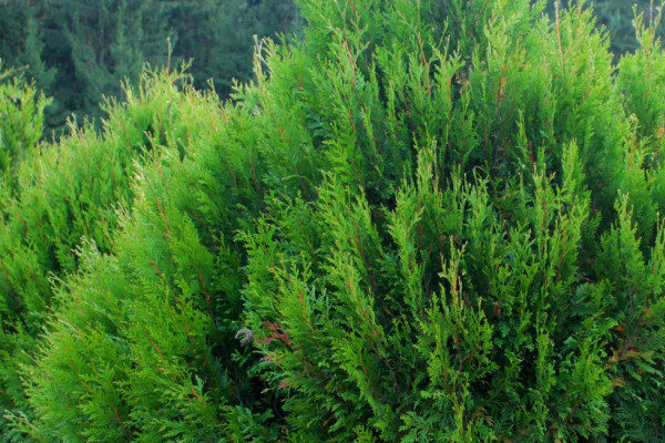 tiniklop ni thuja