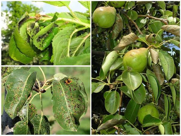 aphid on a pear