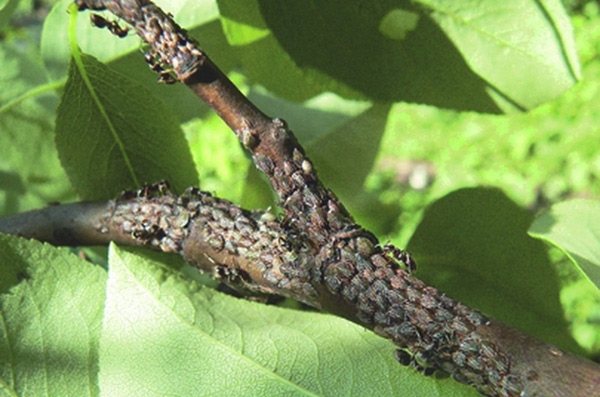 aphid on a pear