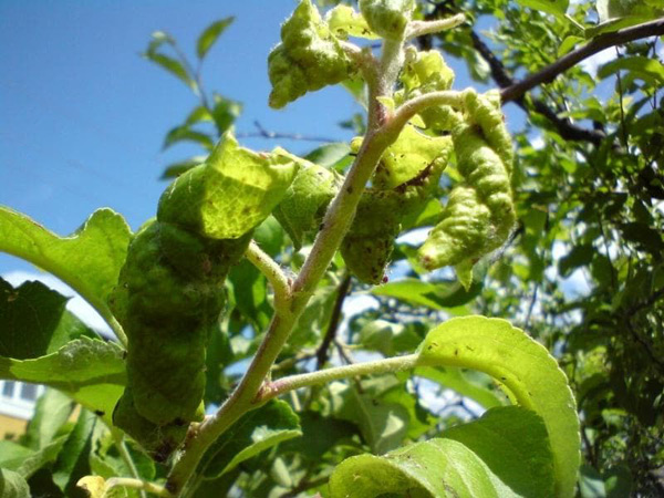 aphid on a pear