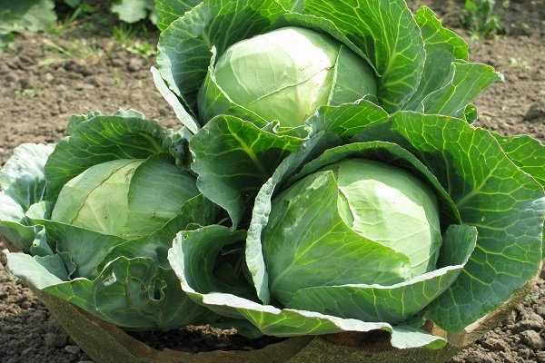 aphids + on cabbage + how to process