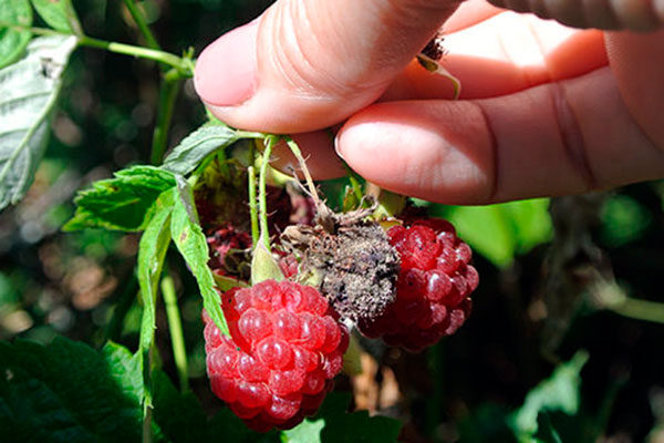 Blattlaus + auf Himbeeren + wie man kämpft