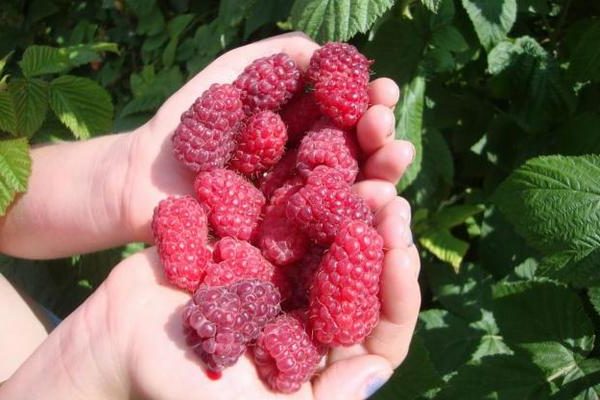 Blattlaus + auf Himbeeren + wie man kämpft