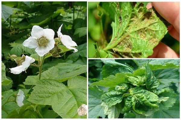 Blattläuse auf Himbeeren