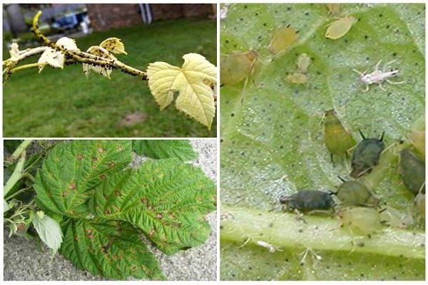 aphids sa raspberry