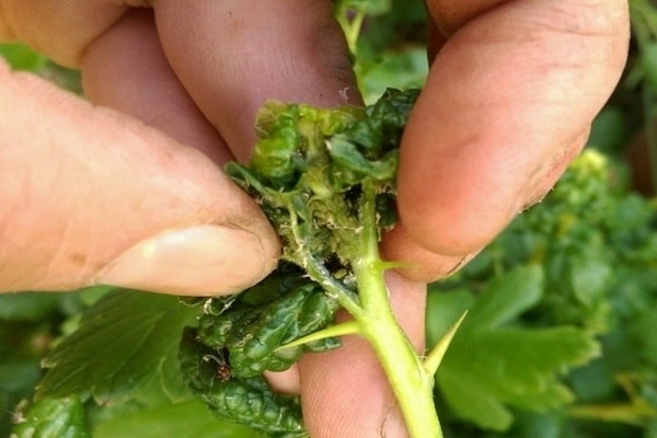 aphids on gooseberries with berries