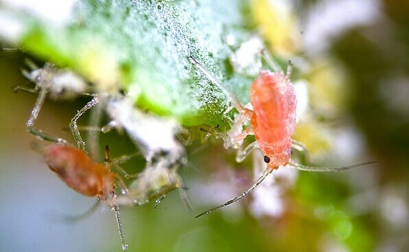 Blattläuse auf Stachelbeeren wie man kämpft