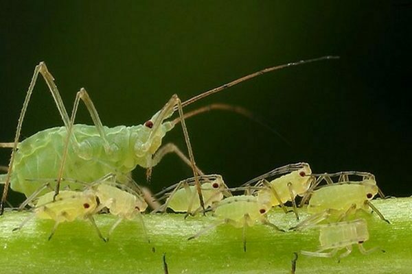 wie man Blattläuse auf Stachelbeeren loswird