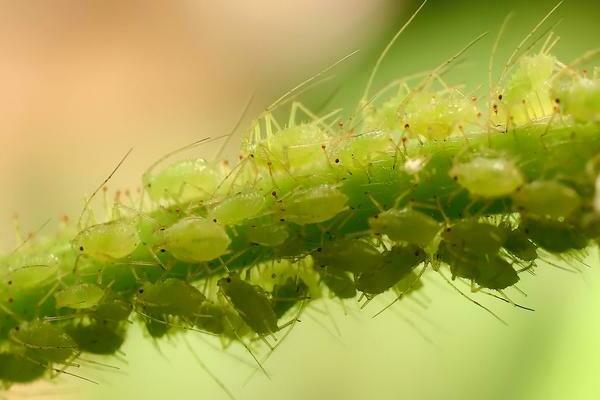 kung paano gamutin ang mga gooseberry mula sa aphids