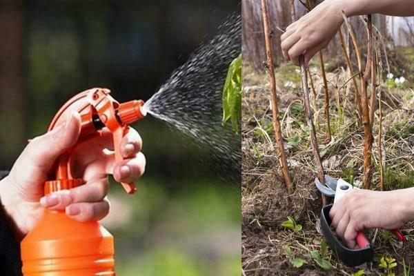 wie man Stachelbeeren aus Blattläusen sprüht