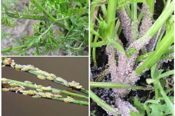 aphids on carrots