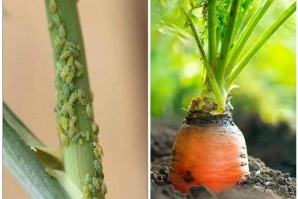 aphids on carrots