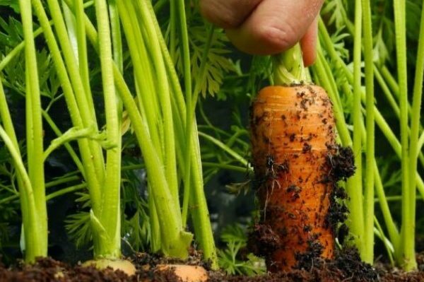 aphids + carrots + kung paano magproseso