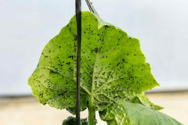 Aphids on cucumbers