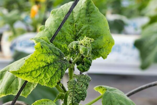 Aphids on cucumbers