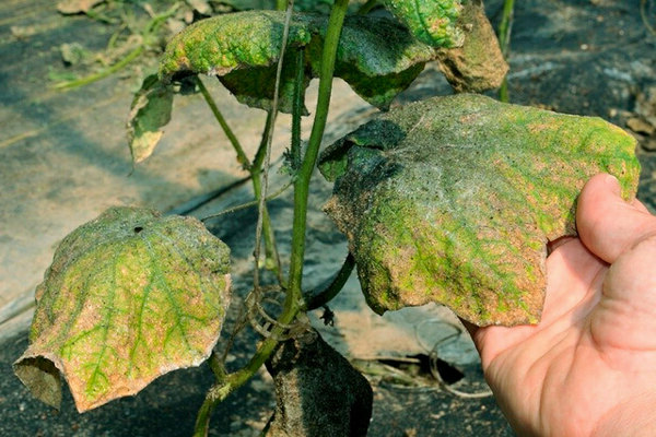 Aphids on cucumbers