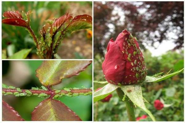 Aphids on roses