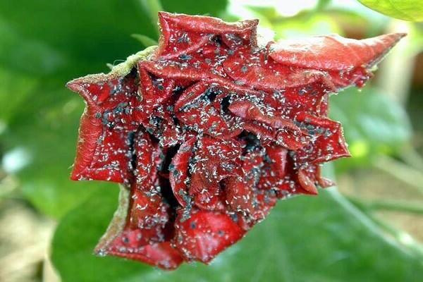 Aphids on roses