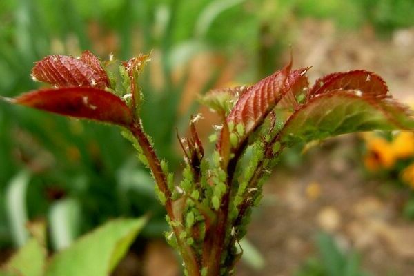 Aphids sa mga rosas