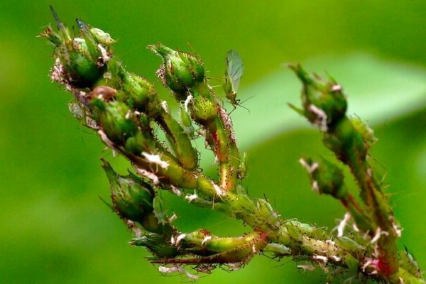 Aphids on roses