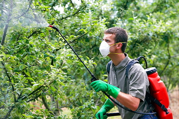 puting aphid sa isang kaakit-akit