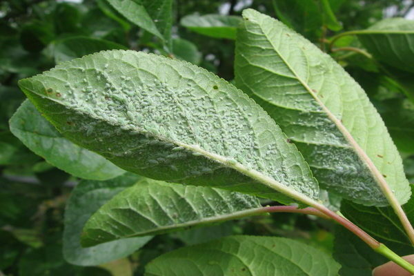 aphids on the drain how to fight