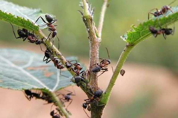 kung paano mag-spray ng aphid plum