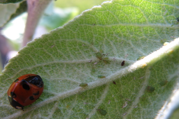 aphids on the drain what to treat