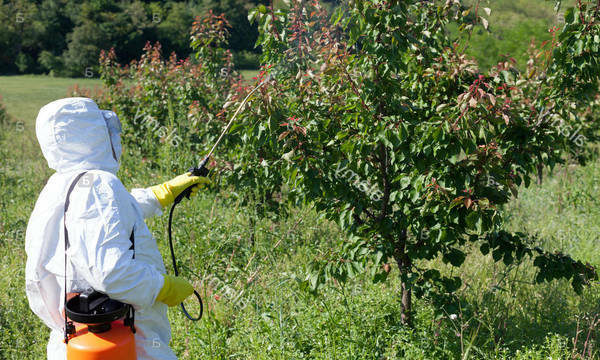 aphid remedy on plum