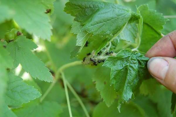 Aphids on currants