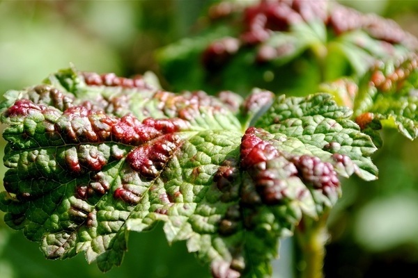 Aphids on currants