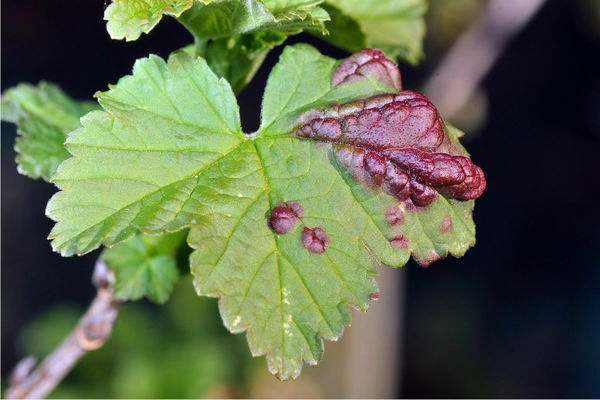 Aphids on currants