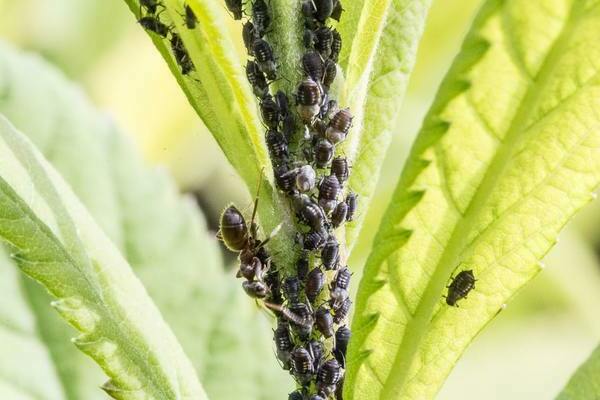 aphids on dill how to get rid of folk